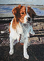 Timo
