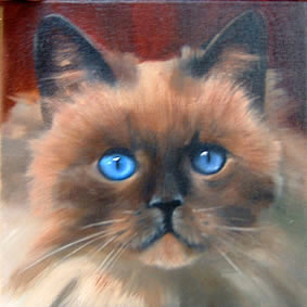 kattenkop