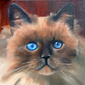 kattenkop